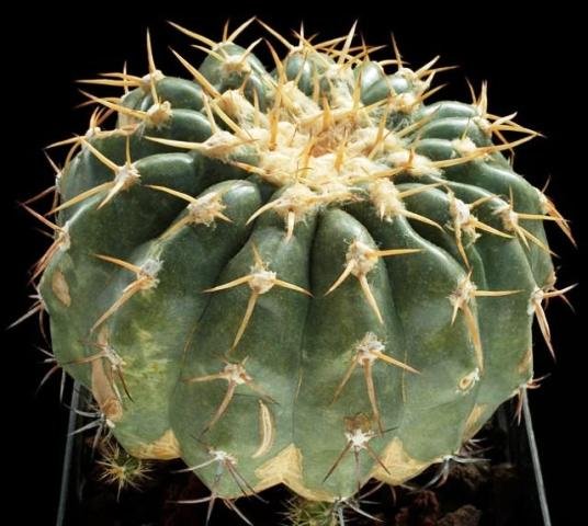 Discocactus_boliviensis